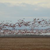  Lake Manyara, TZ